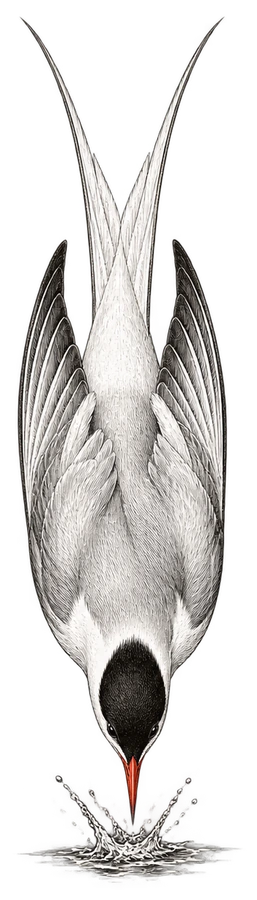 An engraving of a tern diving straight down into the water.