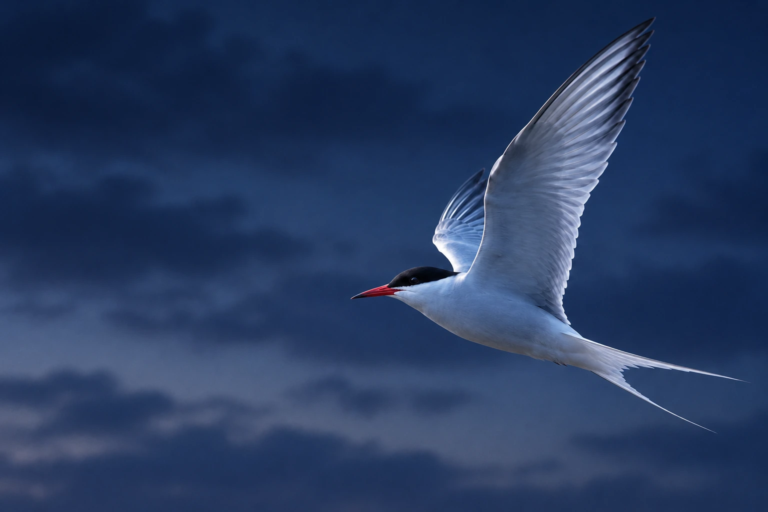 An Arctic tern in flight against a deep blue dusk sky.