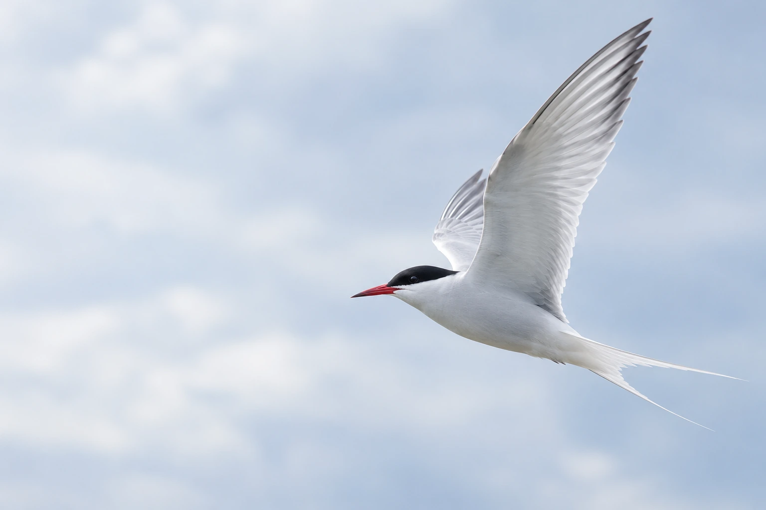 An Arctic tern in flight against a pale sky.